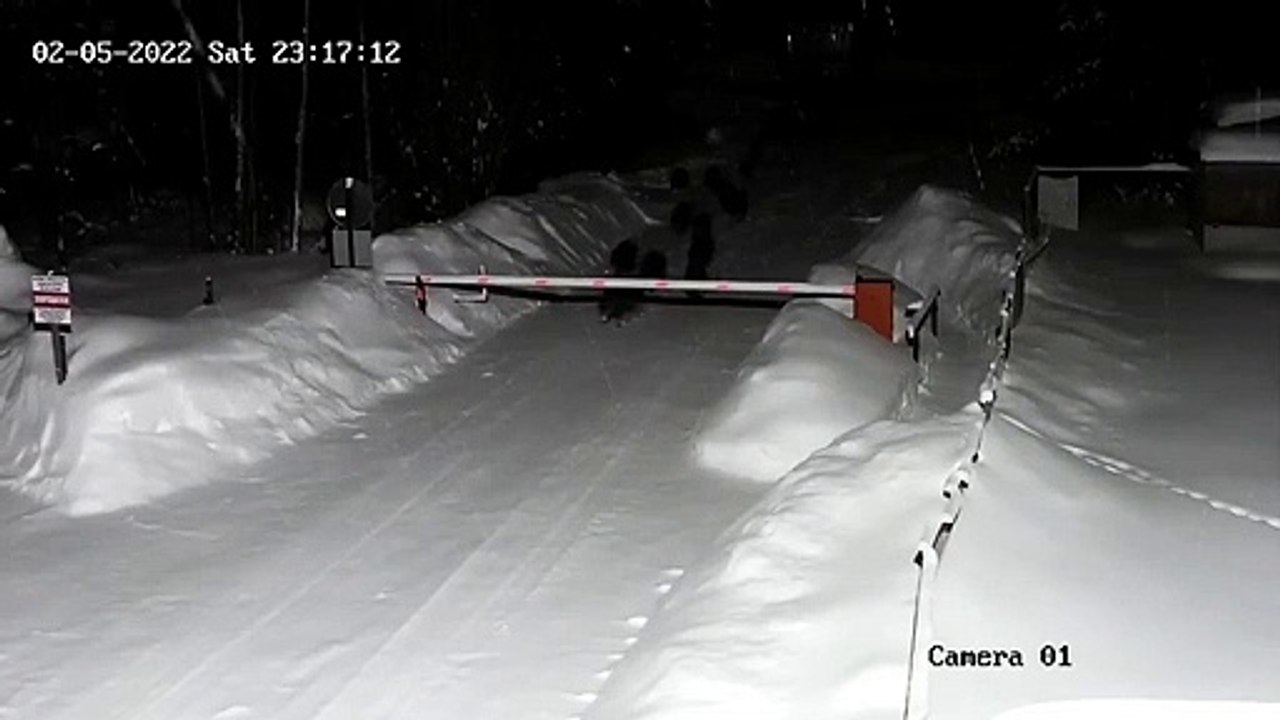 Une armée de cochons débarque sur la route... invasion