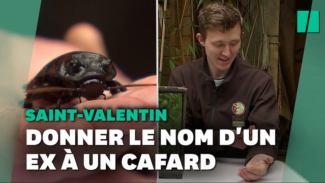 Ce zoo propose de nommer un cafard avec le nom de votre ex pour la Saint-Valentin