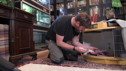 Meet Dobby the adorable baby aardvark born at Chester Zoo weighing just 1kg