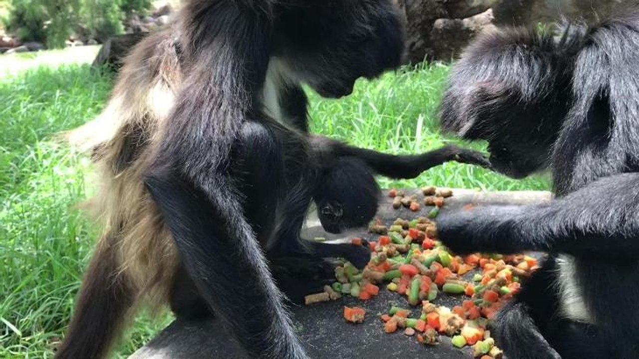 Spider Monkey baby born Dec 2017