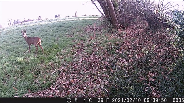 brocard et chevrettes filmés en bretagne