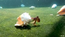 Is octopus farming sustainable?
