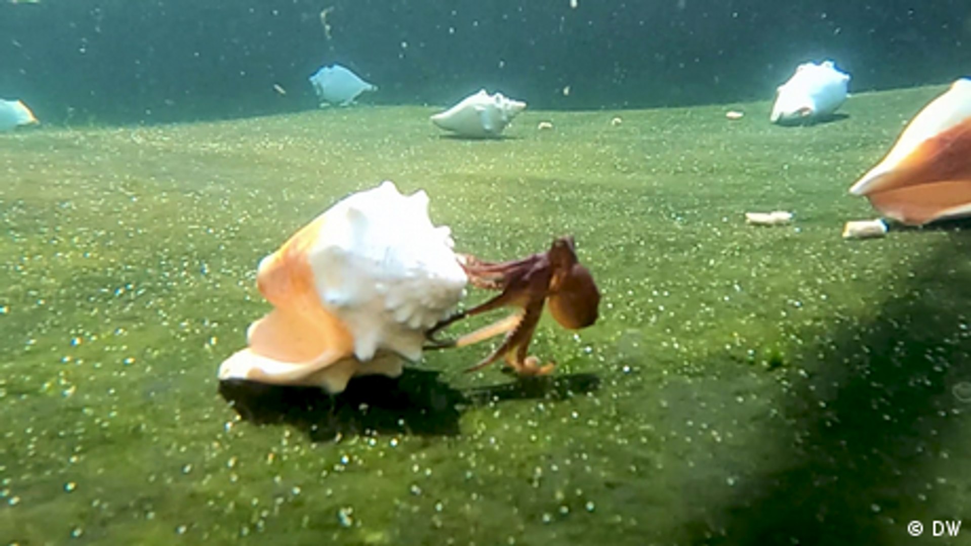 ⁣Is octopus farming sustainable?