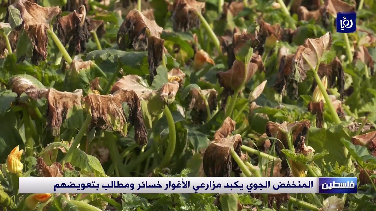 المنخفض الجوي يكبد مزارعي الأغوار خسائر ومطالب بتعويضهم