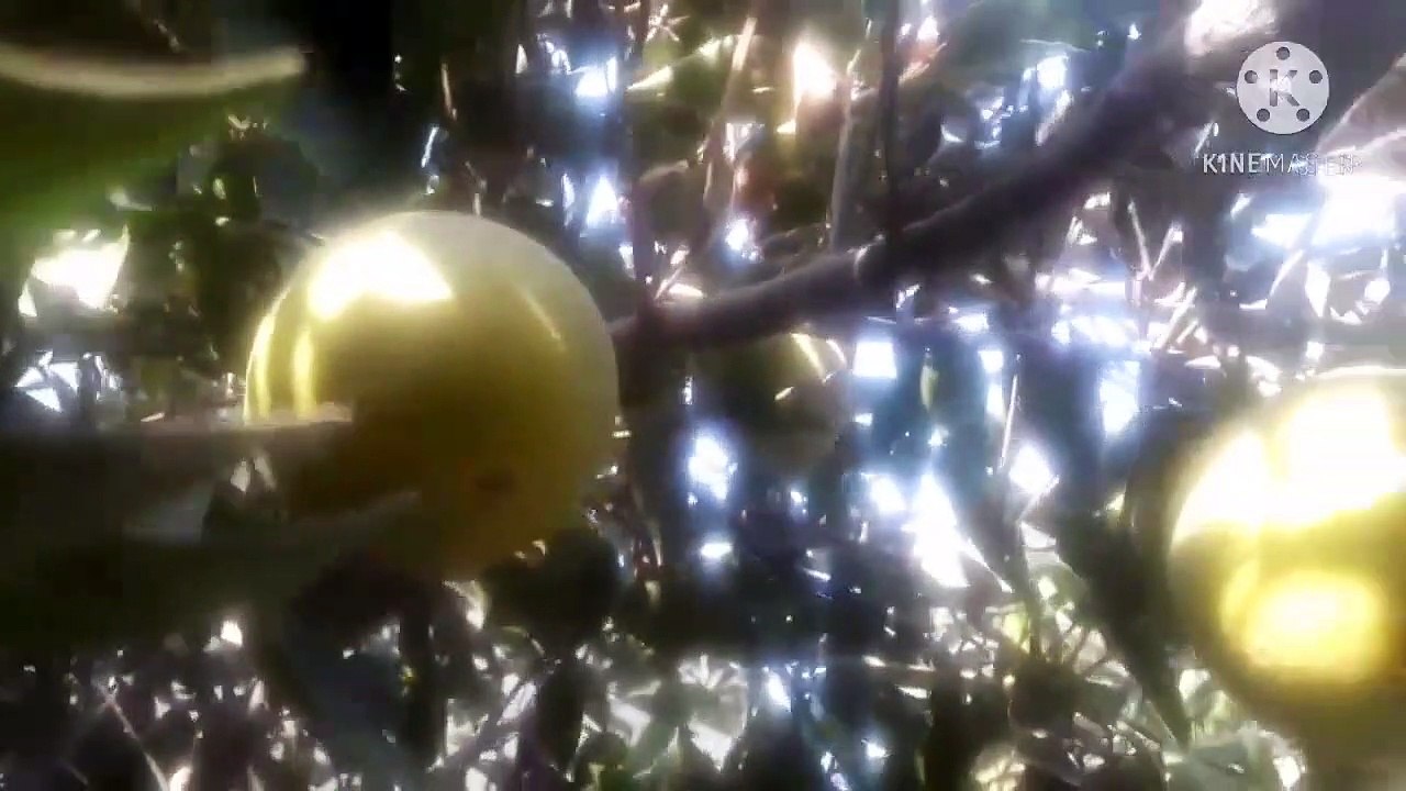 Orange trees home garden (MashAllah)  gardening at its best  #Orange trees