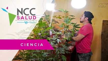 Costa Rica legaliza el cannabis para uso medicinal