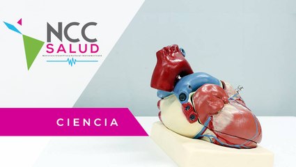 ¿Cómo funciona el corazón y qué son las cardiopatías?