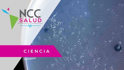 Gusanos diminutos para detectar el cáncer de páncreas