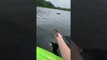 Loon Takes Fish Out of Kayaker's Hand