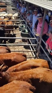 010219 Strathalbyn Emco steers