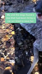 Man Helps Deer Hit by Car Back to Her Feet