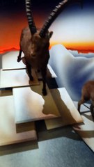 Muséum d'histoire naturelle de Grenoble (53)