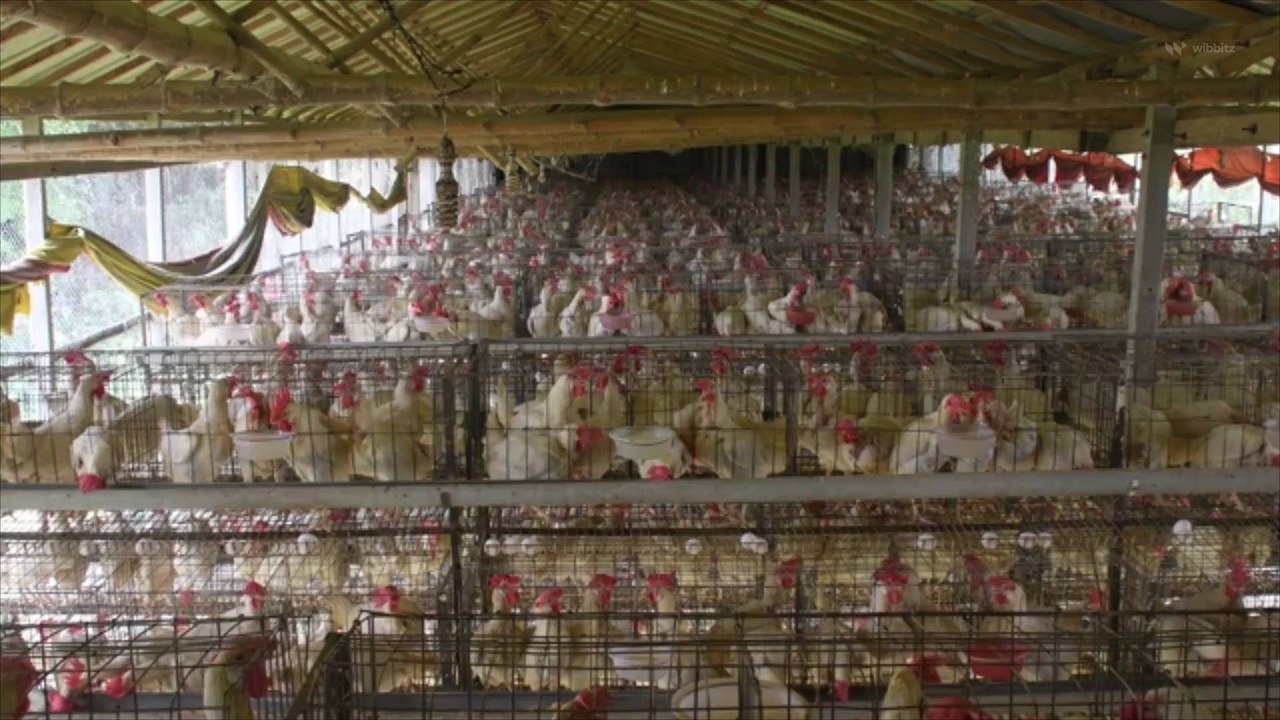 Egg Industry To Make Multibillion Dollar Transition To Cage-Free