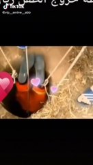 Rescue a child who fell into a well