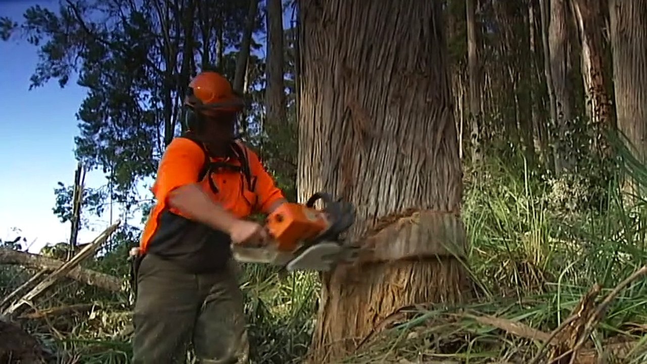 Koalas listed as endangered in NSW, QLD and ACT