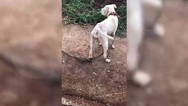 Crueldade; Pitbull é abandonado amarrado em uma placa em Cascavel, veja imagens