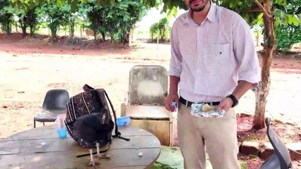 Conheça 'Júnior', o urubu que virou mascote em Carmo do Rio Claro