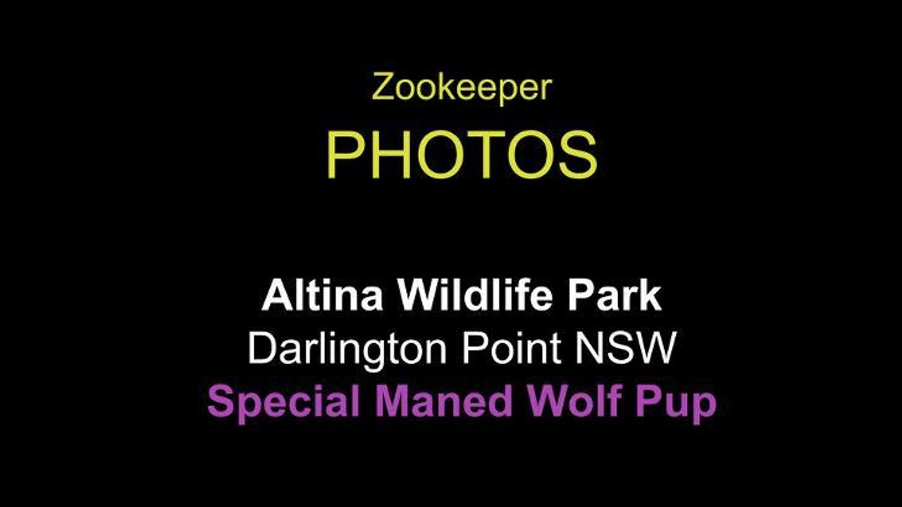 Wolf Pup Altina VIDEO