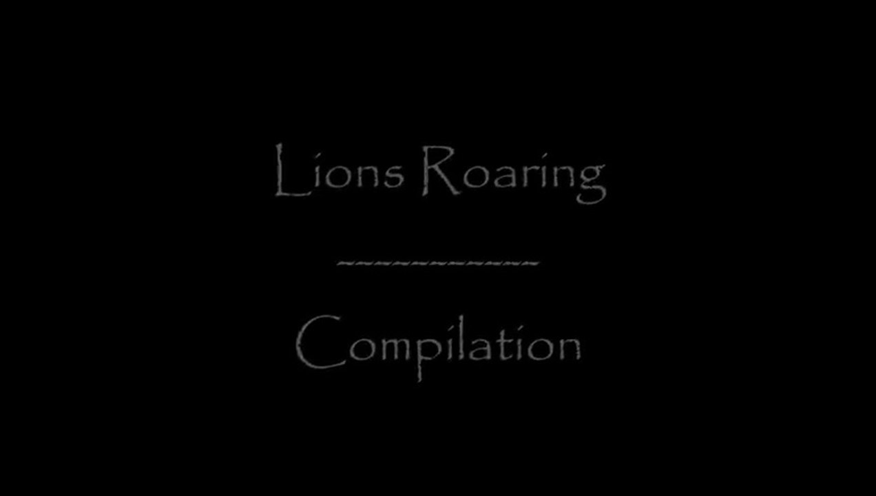 Lions Roaring Compilation