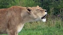 Lions Roaring Compilation