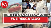 Rescatan a burro maltratado en Zempoala; Procuraduría continúa investigaciones