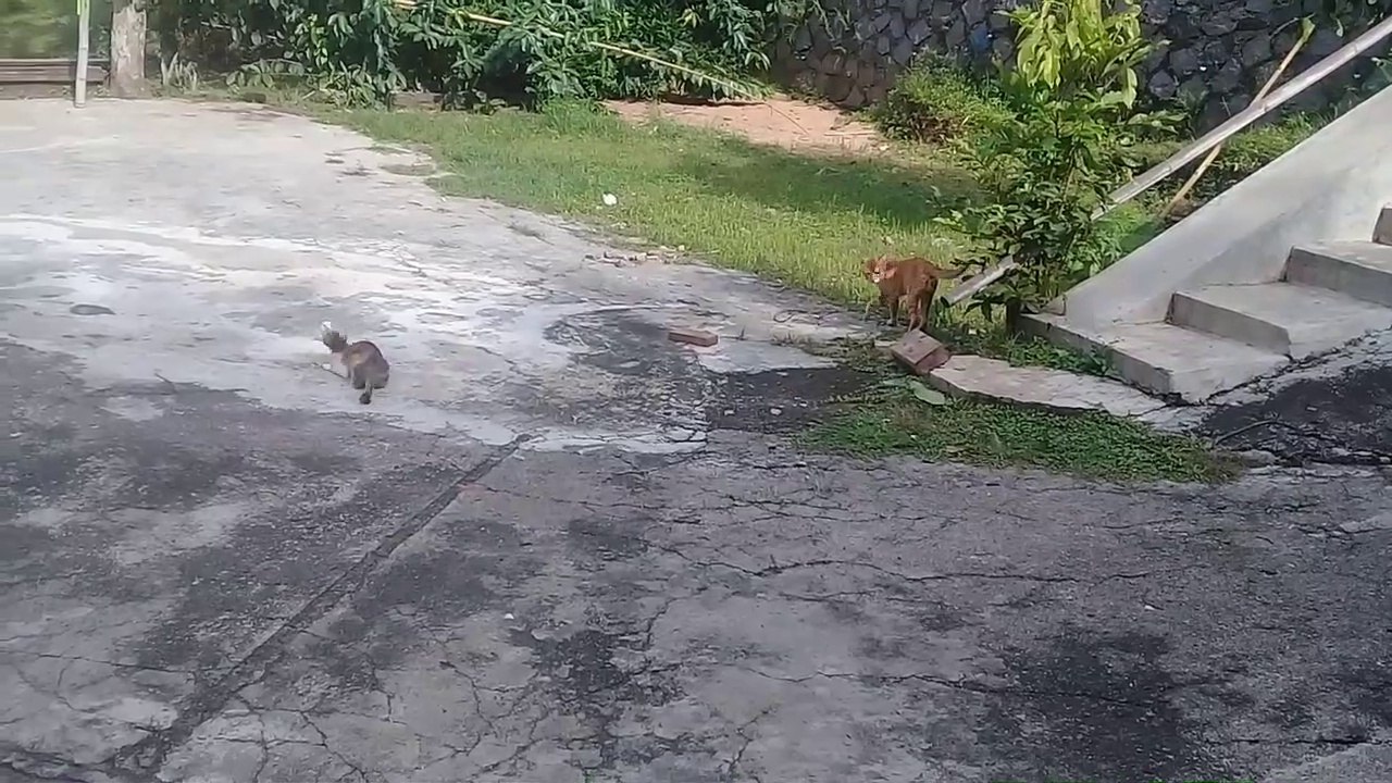 Kelakuan Kucing Lucu Yang Bikin Gemes