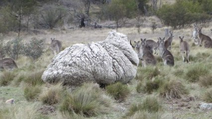 Chris the sheep meets his saviour