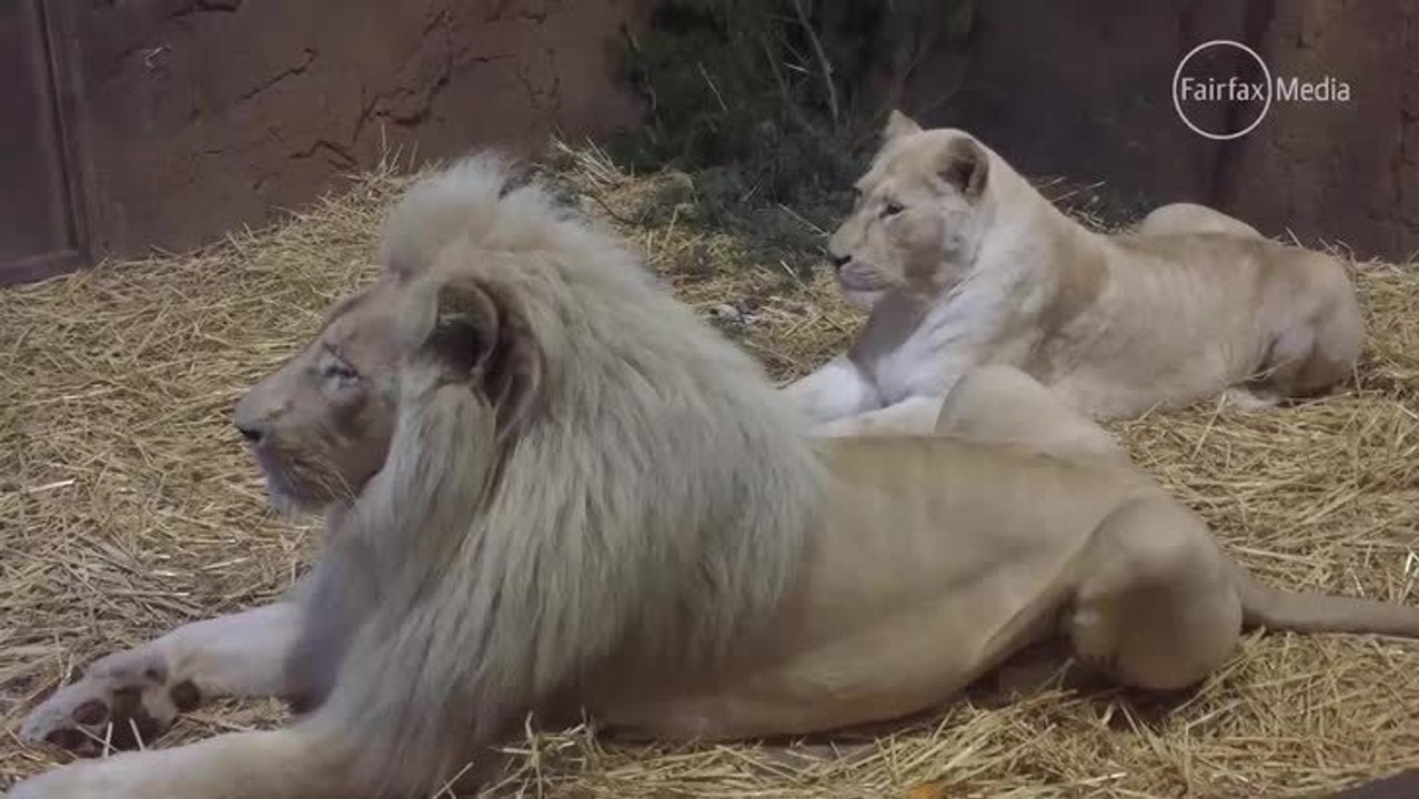 Freak cake made to celebrate Canberra's rare white lions