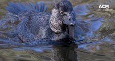 'You bloody fool': Ripper the Canberra musk duck recorded apparently mimicking swearing - September 2021