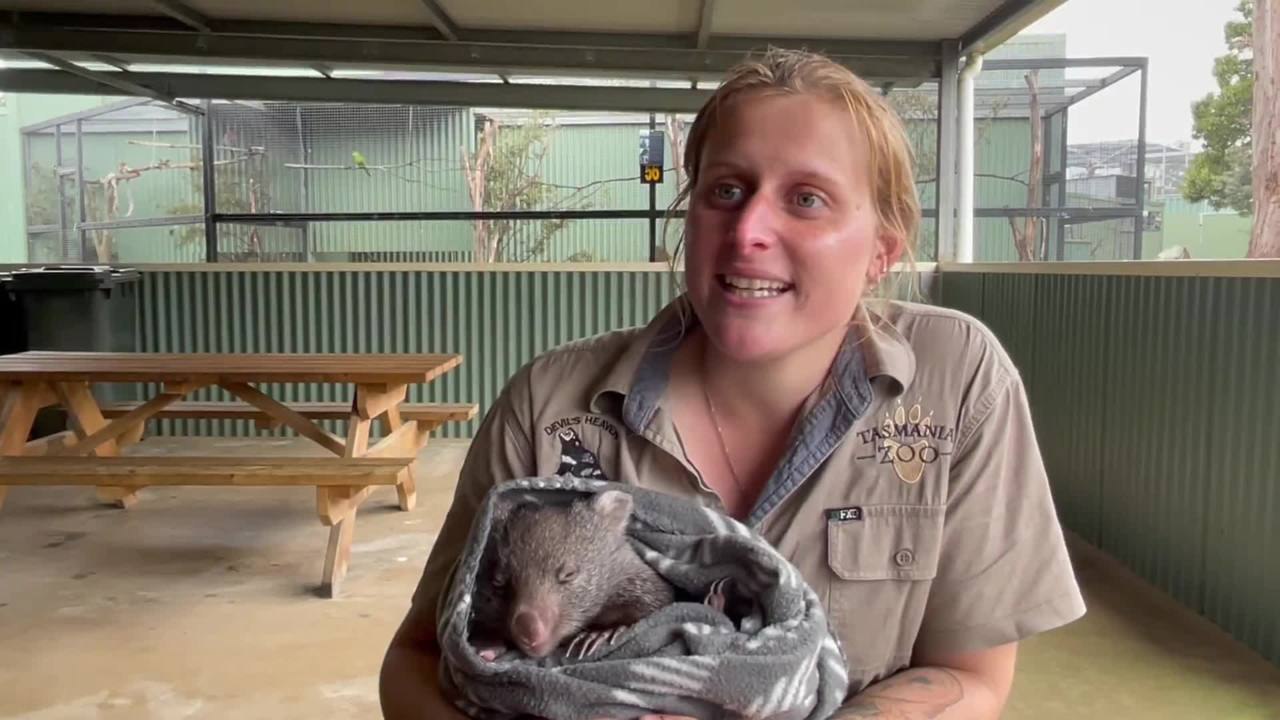 Tasmania Zoo welcomes two baby wombats to its growing family - October 2021 - The Examiner