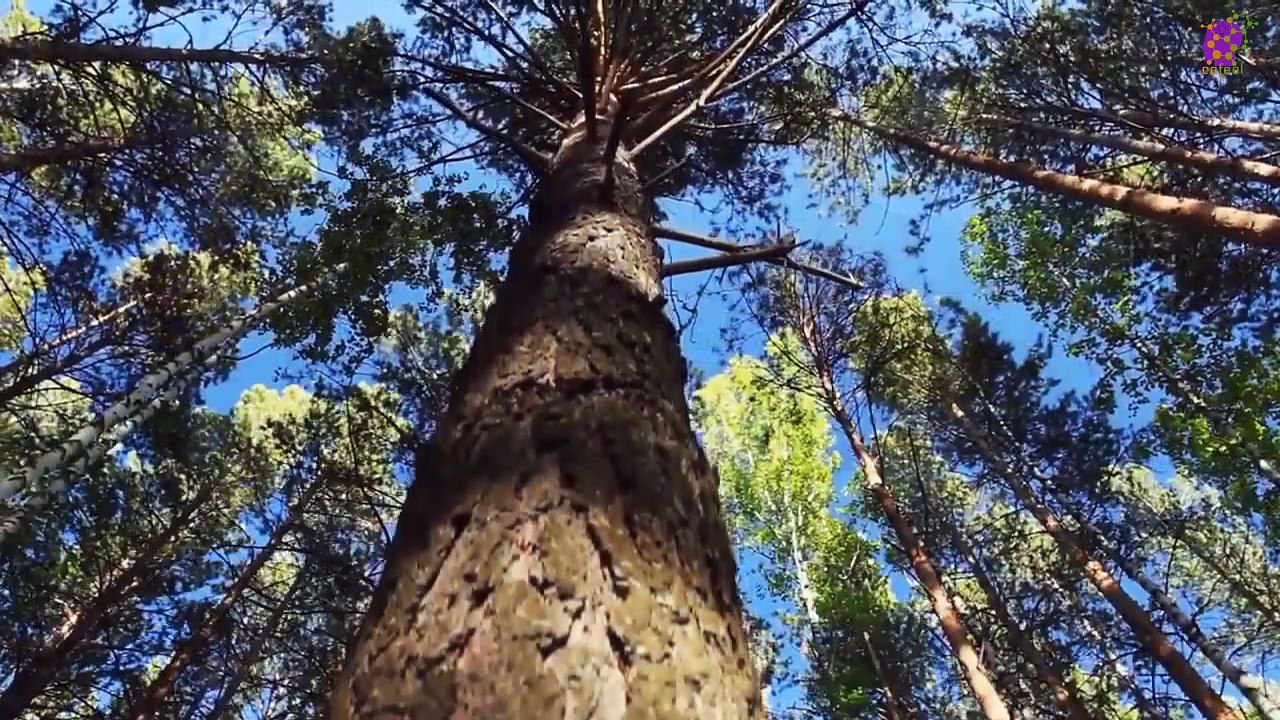 15 Minute Nice Instrumental Music | Relaxing | Deep Healing | Beautiful | Trees | Forest | Focus | Slow | Study | Sleep | Anxiety-Relief | Concentration