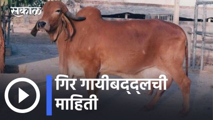 Gir Cow Breeds l गिर गायीबद्द्लची माहिती l Sakal