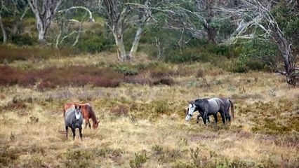 Brumbies roaming