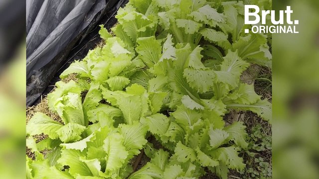 Amadou est devenu maraîcher en Auvergne grâce à Fermes d'avenir