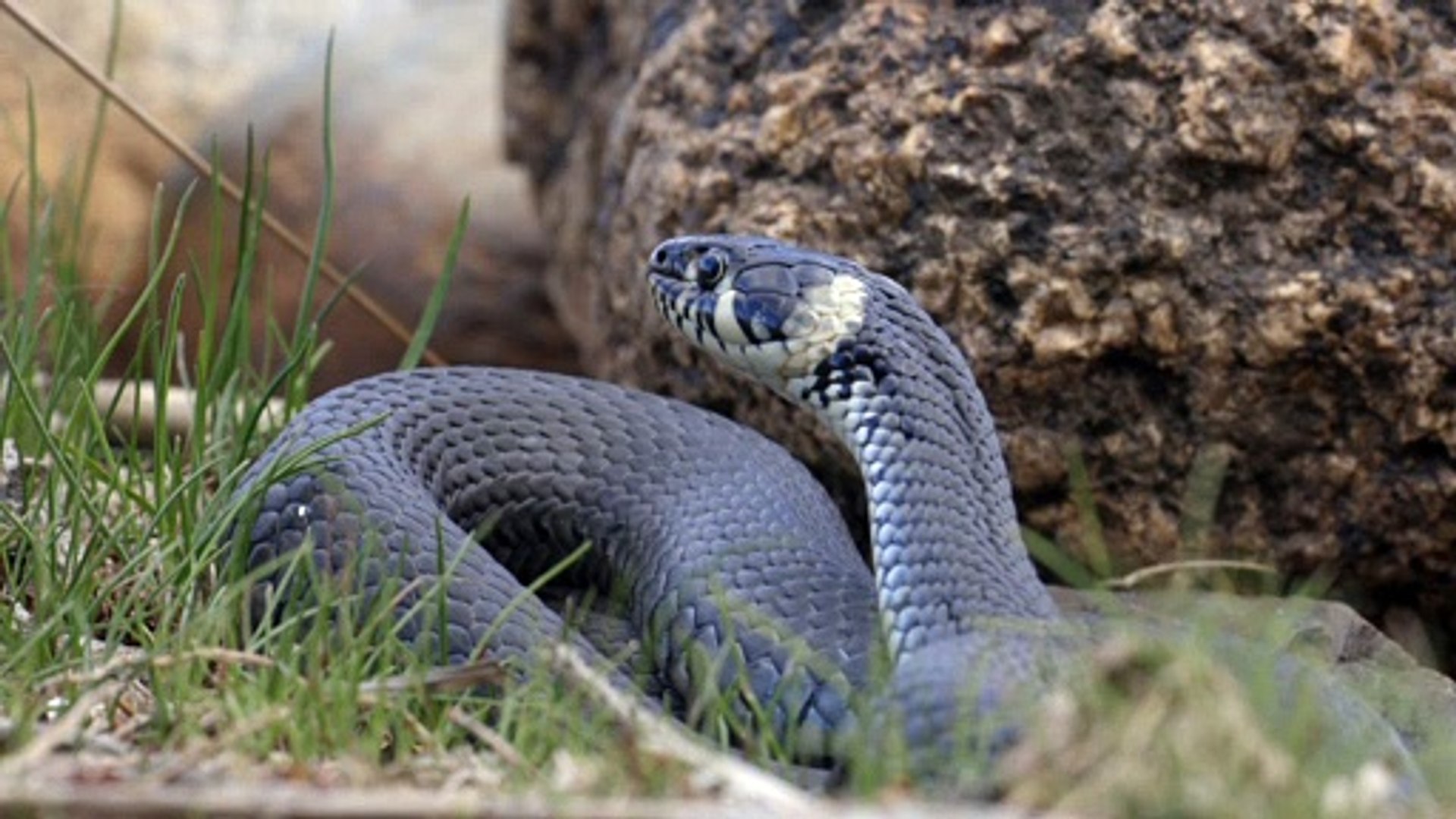 ⁣deadly snake