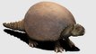 Los armadillos fósiles gigantes que ayudaron a Darwin