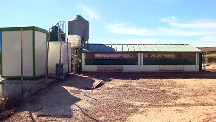 В Испании забивают 130 тысяч кур из-за птичьего гриппа