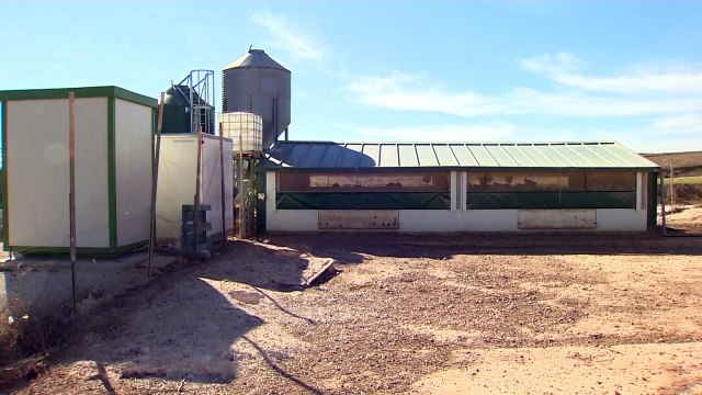 В Испании забивают 130 тысяч кур из-за птичьего гриппа