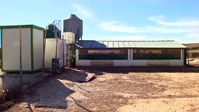 Espagne : 130 000 poules abattues après la découverte d'un foyer infectieux de grippe aviaire