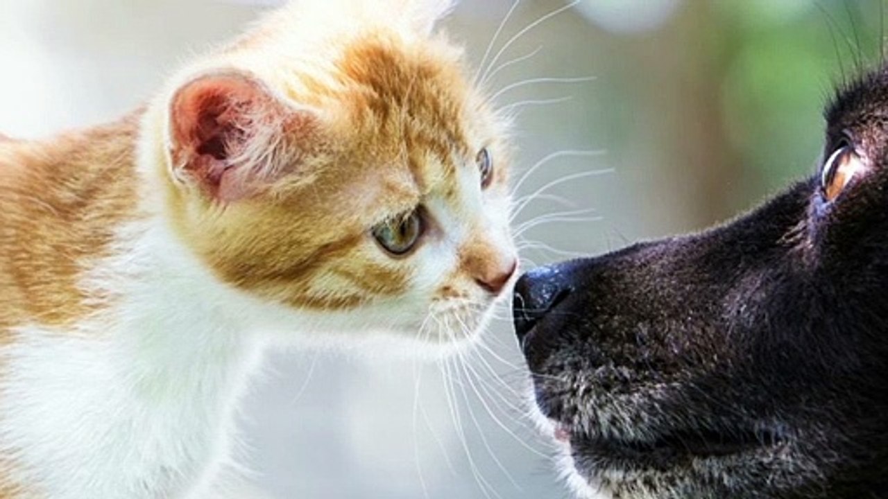 Meglio un cane o un gatto? La risposta che ti farà dire gatto