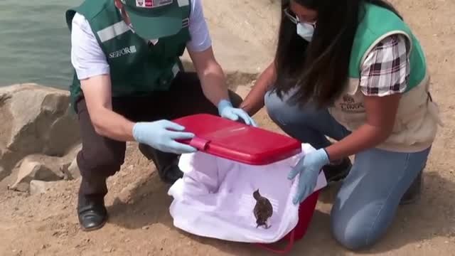 Liberan en Perú a dos pájaros rescatados in extremis de un vertido de petróleo