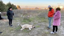 Son dakika haber... 'Lassi' barınak dönüşü ölünce görevlilerden şikayetçi oldular