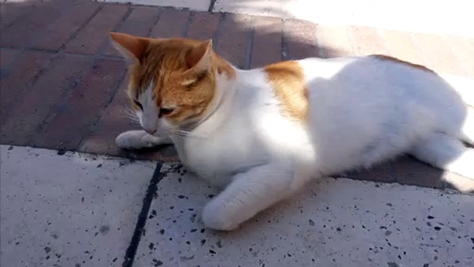 ⁣jumping cat | cat jump | cat is dancing | amazing animals cat | The cat video | cat video