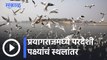 Migratory birds flock to Sangam attracts tourists l प्रयागराजमध्ये परदेशी पक्ष्यांचं स्थलांतर