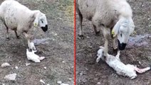 Koyunun yeni doğan yavrusuna yaptığını görenler önce anlam veremedi, gerçeği öğrenince duygulandılar