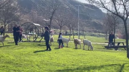 Keçi sürüsü piknikçilerin davetsiz misafiri oldu