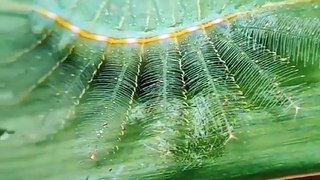 A strange looking_ yet common species found throughout India is the Common Baron. The caterpillar is known for its peculiar looks_ sporting an odd array of green spines that actually match certain leaf markings