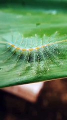 A strange looking_ yet common species found throughout India is the Common Baron. The caterpillar is known for its peculiar looks_ sporting an odd array of green spines that actually match certain leaf markings