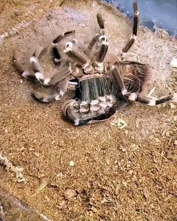 As tarantulas mature into adulthood_ their molts become less frequent_ but also more complicated and lengthier. This Brazilian Whiteknee may take several hours to complete the process as an adult_ reserving pat
