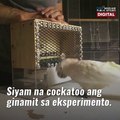 'Golfing' cockatoos, marunong gumamit ng panungkit! | GMA News Feed